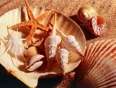 Морские сувениры своими руками, сувениры морской тематики.